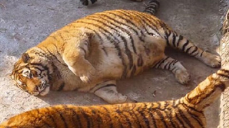 Картинки по запросу fat tigers