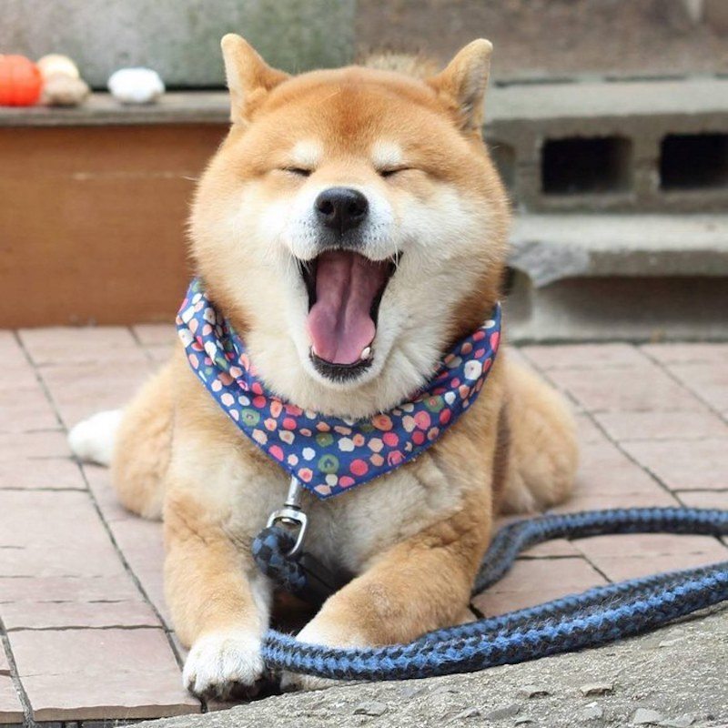 Meet the Shiba Inu Who's Become an Instagram Star For His ...