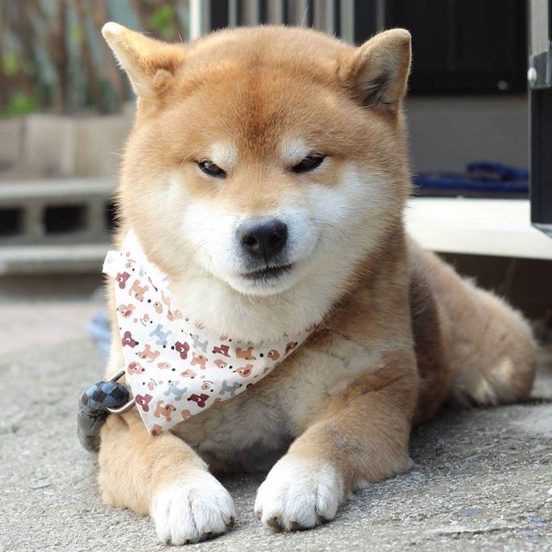 Meet the Shiba Inu Who's Become an Instagram Star For His ...