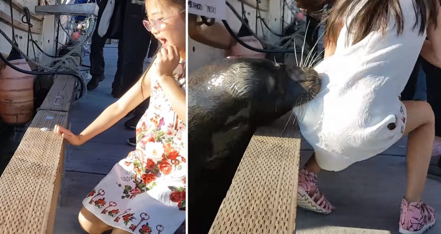 Video captures sea lion dragging girl into water from pier