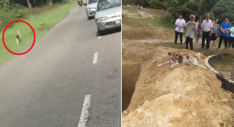Loyal Dog Walks 2 Miles to Attend Owner’s Funeral in Malaysia