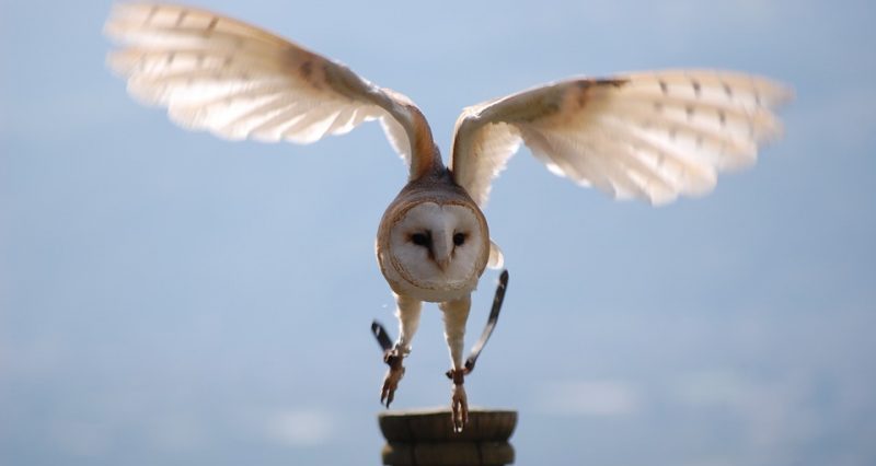 ‘Harry Potter’ Fans are Now a Threat to Wild Owls in Asia, Study Finds