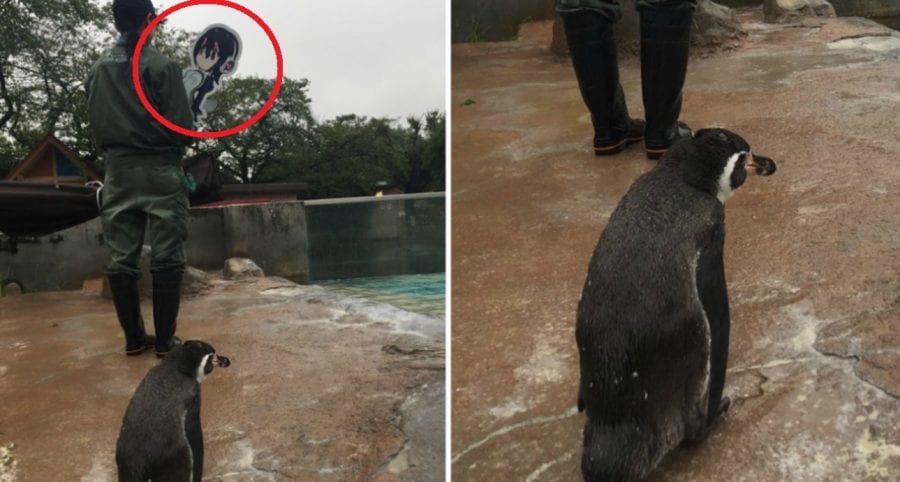 Penguin in Japan Heartbroken After Zookeeper Takes His Beloved Anime ‘Wife’