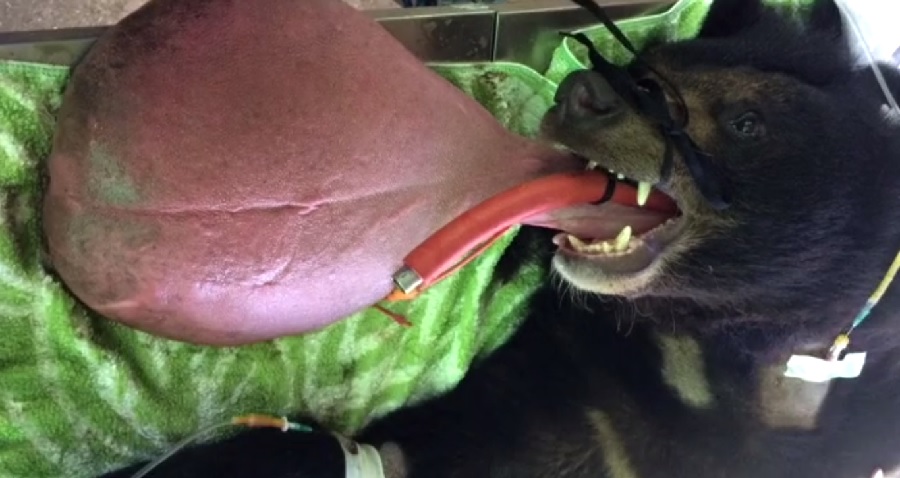 Bear Rescued By Monks in Myanmar Has Operation to Remove 7 Pounds of Tongue