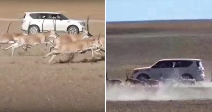 Chinese Tourists Fined $16,000 After Chasing Endangered Animals in an SUV for a Photo