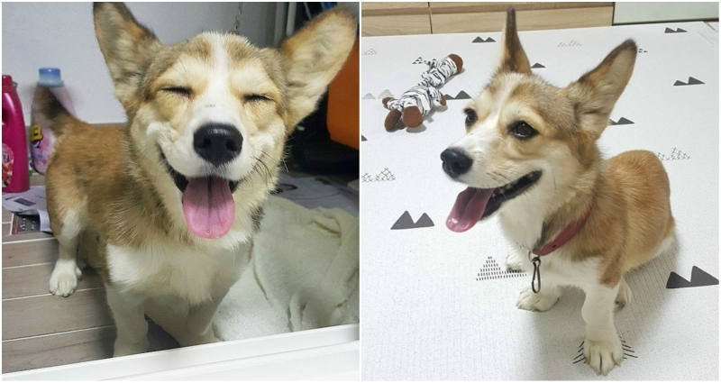 Abandoned Puppy Scheduled to Be Killed Finds Home in South Korea