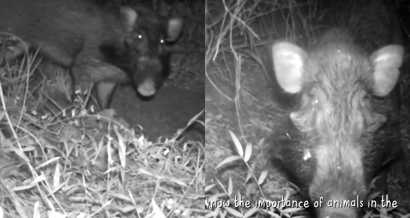 ‘World’s Ugliest Pig’ Caught in the Wild For the First Time Ever on Camera in Indonesia