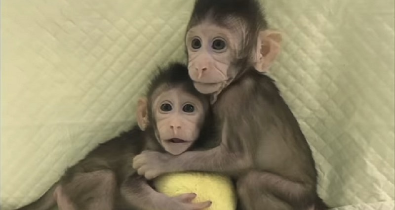 chinese researchers cloned two adorable monkeys