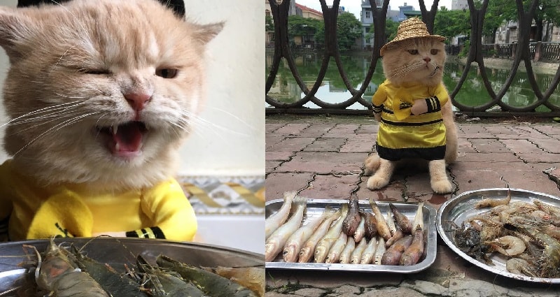 vietnamese cat sells fish while wearing adorable costumes