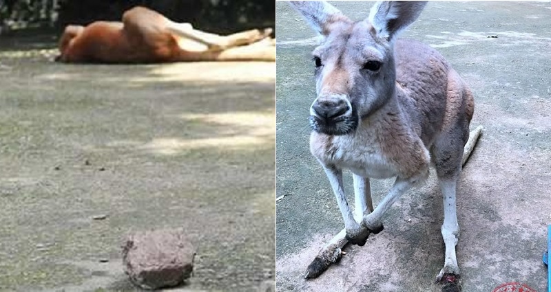 Kangaroo Dies in Chinese Zoo After Visitors Throw Rocks to Get Its Attention