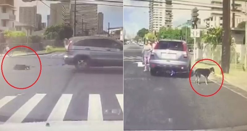 YouTuber Captures Horrifying Video of Dog Being Dragged By Car in ...