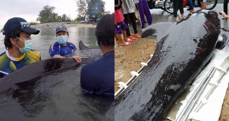 Whale Found Off Thailand Dies from Eating More than 80 Plastic Bags