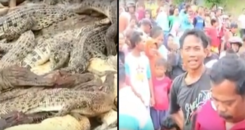 A‌ng‌ry Villagers S‌l‌‌au‌‌gh‌ter 292 Crocodiles in Indonesian Sanctuary to Avenge Man’s D‌e‌‌at‌h
