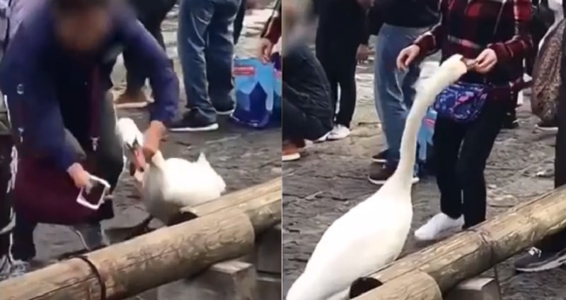 Chinese Tourists Filmed ‘Feeding’ Swan a Napkin Before Grabbing Its Neck For Photos in Switzerland
