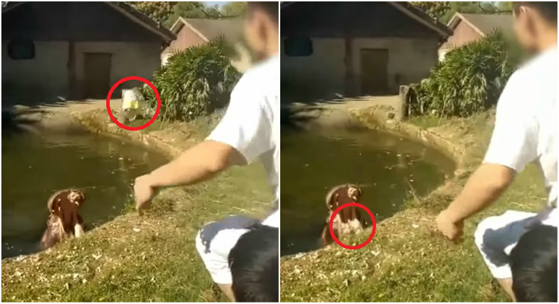 Man Sparks Outrage After Feeding Hippo a Plastic Bag at Zoo in China