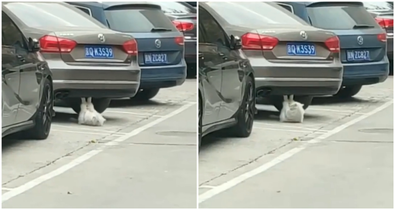 Cat in China Parking Lot Caught on Video Doing ‘Sit-Ups’