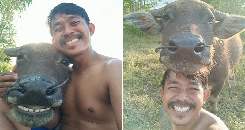Thai Farmer Goes Viral Taking Adorable Selfies With His Smiling Buffalo