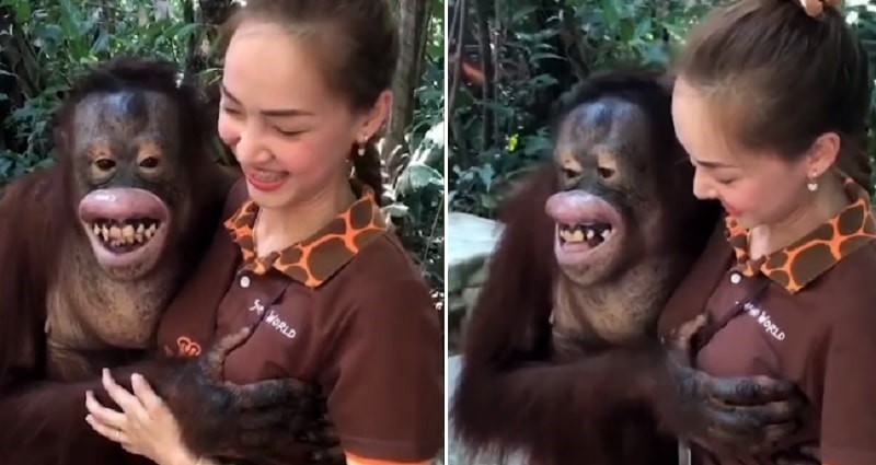 orangutan