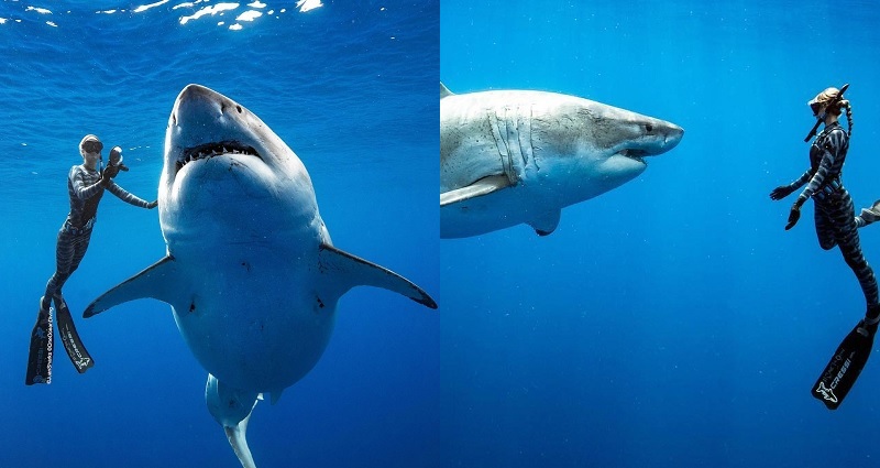 ‘One of the Biggest’ Great White Sharks Filmed Off Hawaii’s Coast