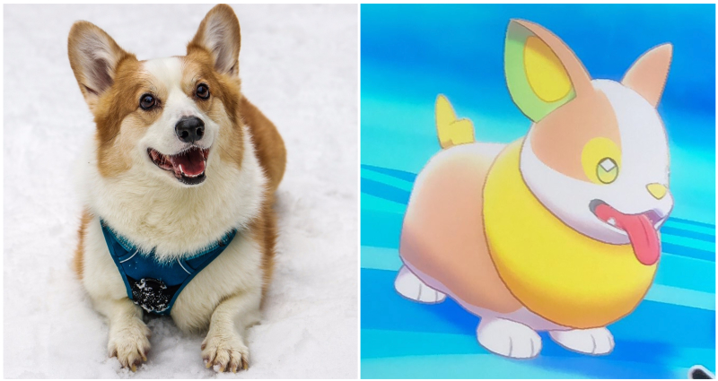 Nintendo Reveals New Pokémon That Looks Like a Corgi With a Heart on Its Butt