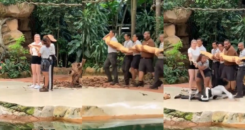 Woman Has the Most Extreme Reaction to Giant Python at Singapore Zoo