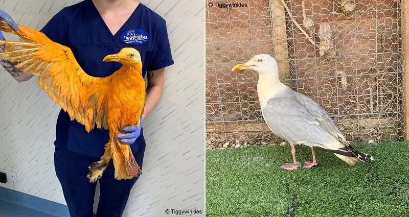 ‘Exotic’ Bird Being Treated by Vets is Actually a Seagull Covered in Curry