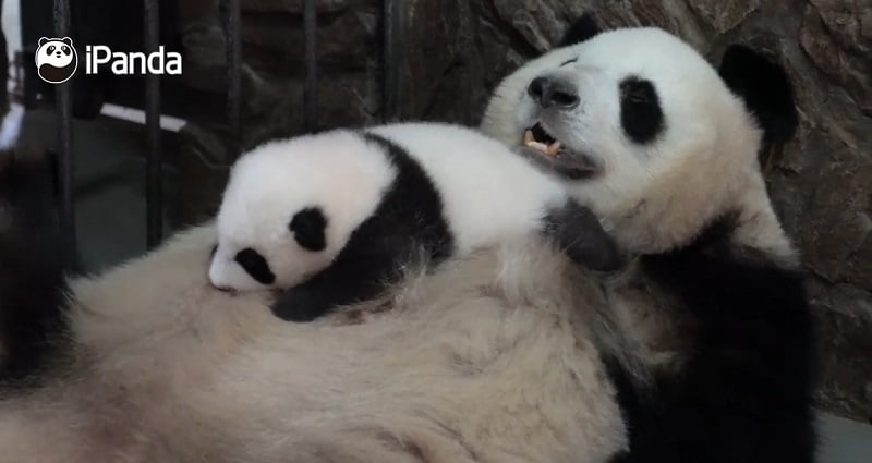 Panda Mom Rocks Baby to Sleep By Doing a ‘Belly Dance’