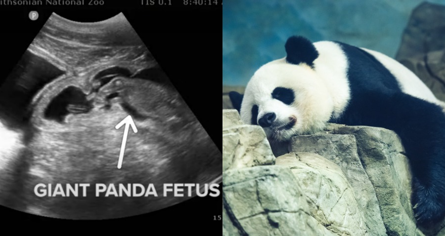 Giant Panda in Washington DC is Pregnant and Could Give Birth Any Day