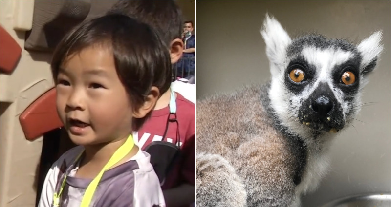 lemur