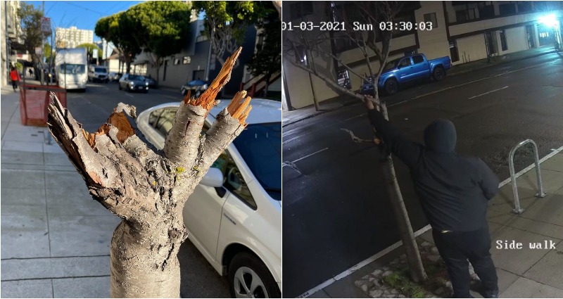 Vandals Destroy 50-Year-Old Cherry Blossom Trees in SF Japantown