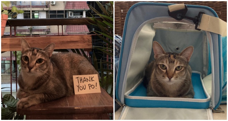Cat Makes History After Repatriation to the Philippines Amid Myanmar Political Turmoil
