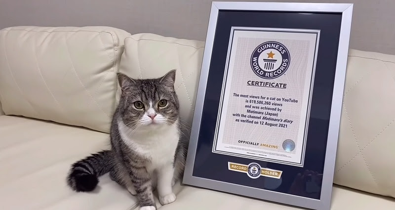 Motimaru scottish fold cat Guinness World Record YouTube