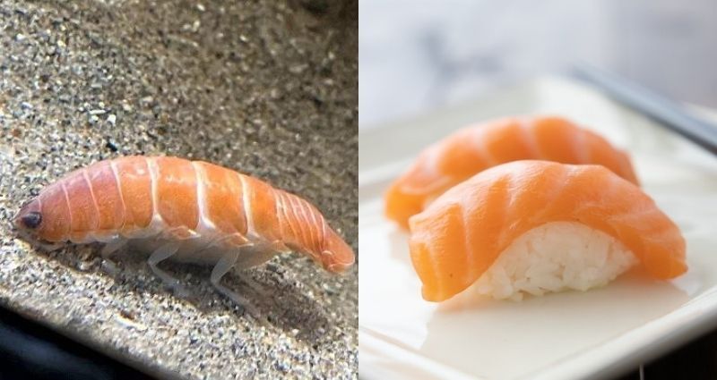 sushi isopod in aquarium