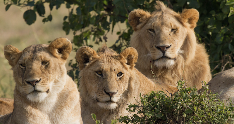 Lions Escape at Singapore Airport