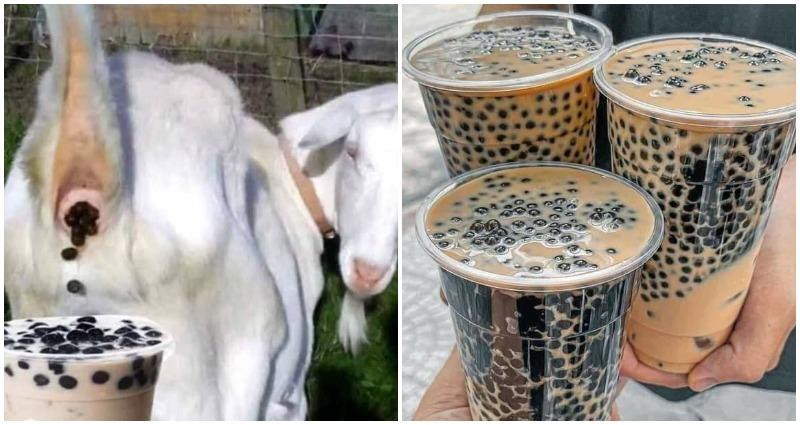 goat feces boba