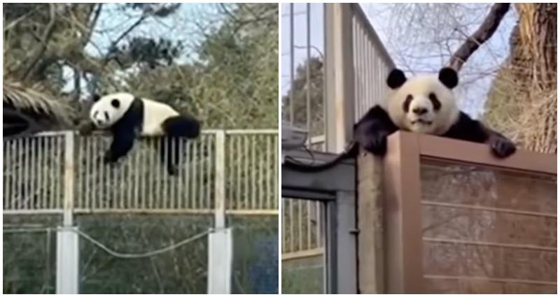 Panda-monium: Giant panda escaping his Beijing Zoo enclosure is bear-y cute