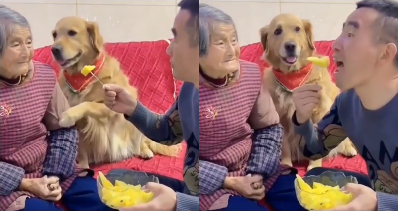 Not having it: Adorable golden retriever ‘defends’ grandma from fruit-stealing man