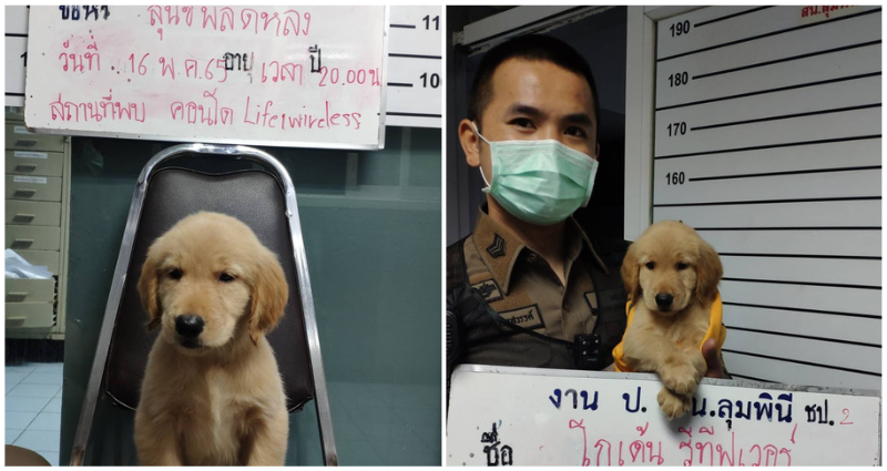Golden retriever puppy in Bangkok gets mugshot and ‘charged’ for getting lost