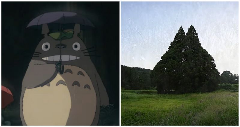 Cedar tree in Japan bears uncanny resemblance to Totoro from Studio Ghibli’s ‘My Neighbor Totoro’