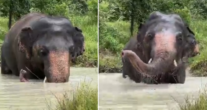 Video Elephant Once Dubbed The world s Loneliest Has Summer Fun At video-elephant-once-dubbed-the-world-s-loneliest-has-summer-fun-at