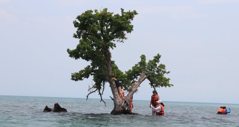 Thailand is fighting to save a lone tree on a small, uninhabited island from overtourism
