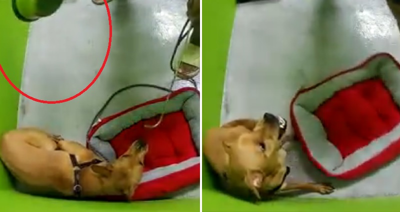 ‘Welcome to hell’: Video of handler abusing dog at training school in Singapore sparks outrage