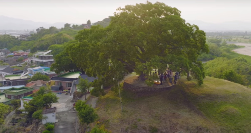 500-year-old tree from Netflix’s smash hit ‘Extraordinary Attorney Woo’ could become a monument