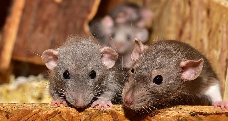 Chinese scientists successfully create world’s first mammal with fully reprogrammed genes
