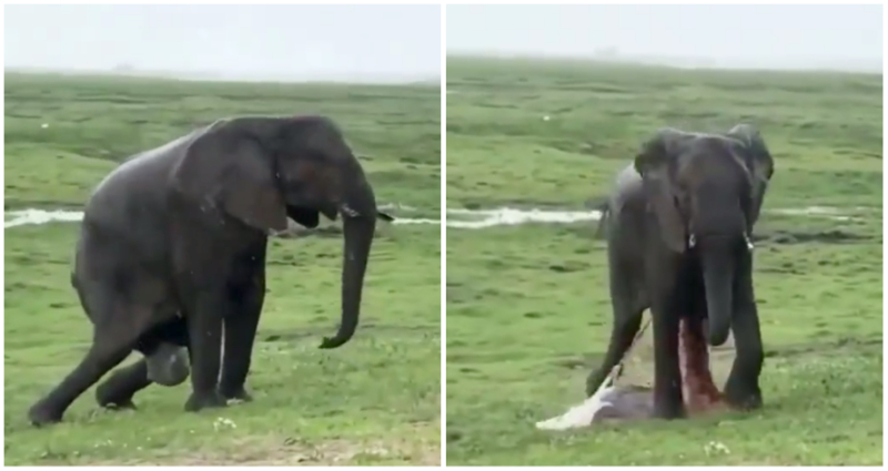 Video of elephant giving birth in Kenya reserve goes viral