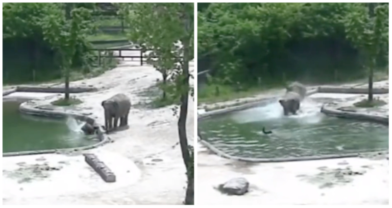 Viral video captures elephants springing to action to save calf drowning in pool