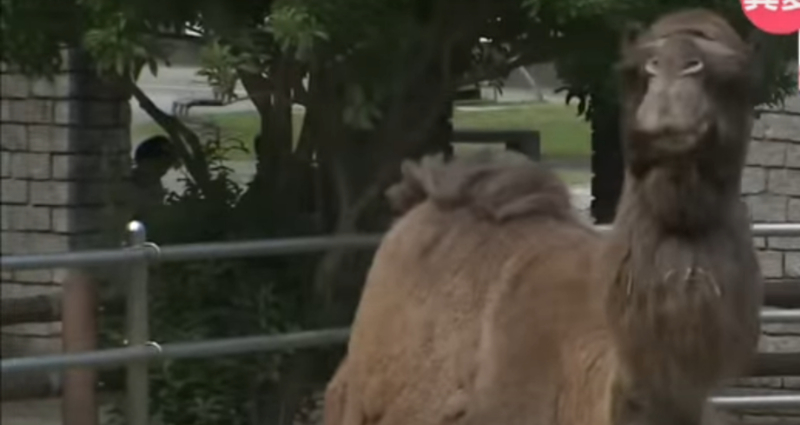 Camel at zoo in Japan dies of heatstroke as the country hits record-high temperatures