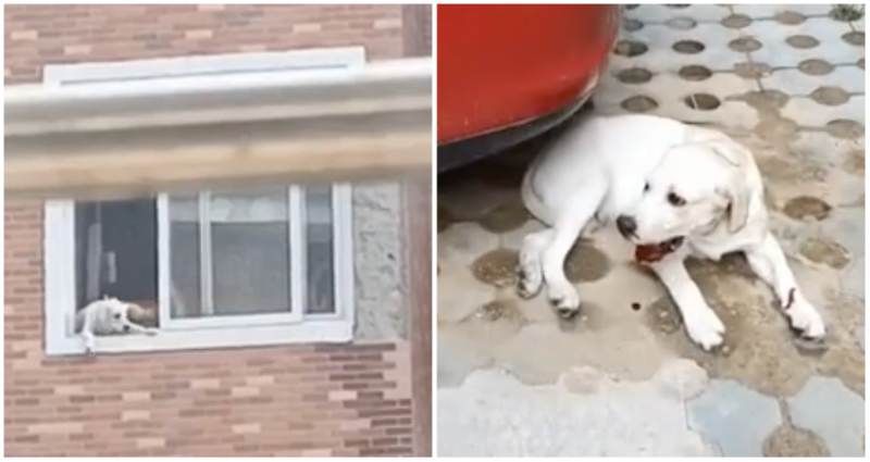 Woman sparks outrage in China after throwing puppy out fourth-floor window during fight