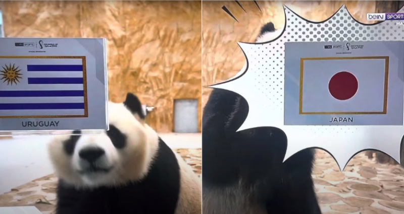 2 giant pandas go viral for predicting World Cup 2022 matches in Qatar