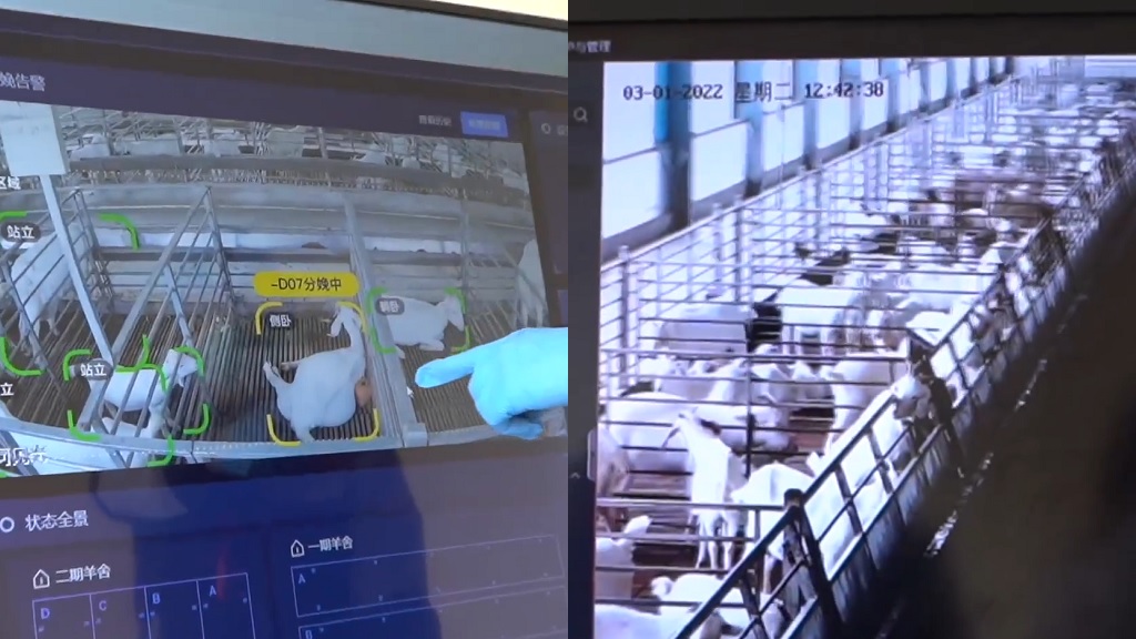 Shanghai goat farm artificial intelligence